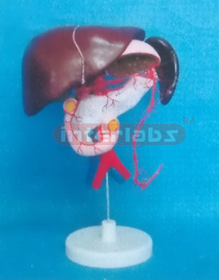 LIVER, PANCREAS & SPLEEN MODEL SHOWING DISTRIBUTUION OF THE ABDOMEN ARTERY